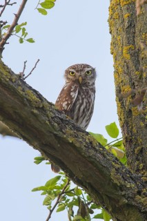 Little owl (Athene noctua) adult bird sitting in a tree, endangered bird species in Central Europe,