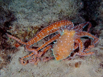 Orange-red Callistoctopus macropus (Callistoctopus macropus) with dotted tentacles on the seabed.