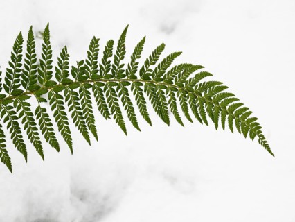 A Fern frond, (Polypodium) against a snow background, in the Rhön UNESCO Biosphere nature reserve,