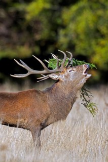 Red deer (Cervus elaphus) stag bellowing in grassland at forest's edge with antlers covered in