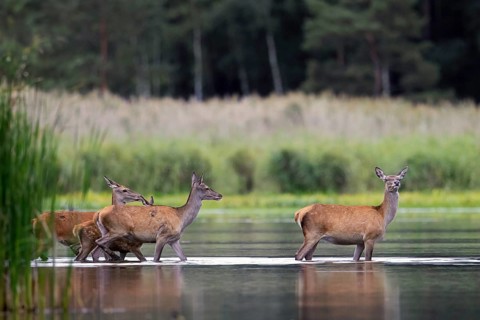 Red deer (Cervus elaphus) three hinds with calf, juvenile crossing lake at forest's edge in autumn,
