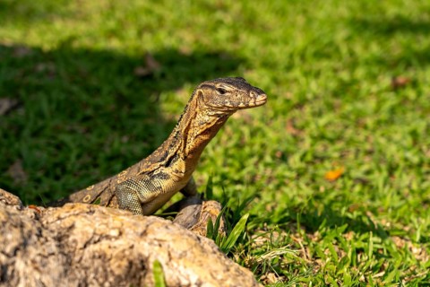 Monitor lizard Varanus salvator in Lumphini Park in Bangkok, Thailand, Asia