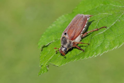 Cockchafer, field cockchafer (Melolontha melolontha), female on a leaf, Wilnsdorf, North