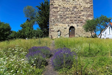 Lavender blossom (Lavandula angustifolia), at the foot of the Römerturm, Oberstadtturm, Oberer