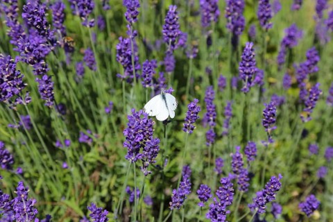Lavender (Lavandula angustifolia), Cabbage butterfly (Pieris brassicae), butterfly, butterfly,