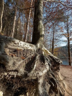 Tree roots, autumn atmosphere at Hechtsee lake near Kufstein, Tyrol, Austria, Europe
