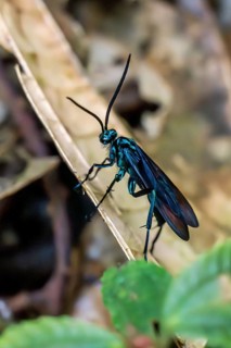 Blue mud wasp (Chalybion californicum), Mindo Forest Reserve, Mindo, Ecuador, South America