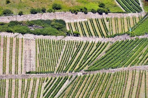 Vineyards above Lorchhausen in the Rheingau, Hesse, Germany, Europe