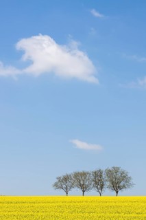 Yellow rape field with four walnut trees under a clear blue sky, Southern Palatinate, Palatinate,