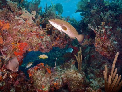 Tropical underwater world with some fish swimming through a typical Caribbean reef, including a