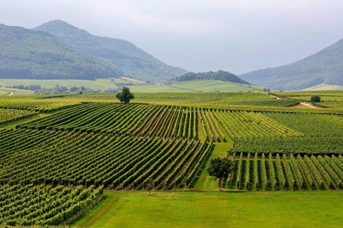 Green vineyards stretch out in front of hills under a cloudy sky, German or southern wine route,