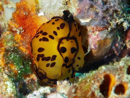 Yellow nudibranch with black spots, Martens flank gill (Tomoberthella martensi), in a colourful