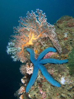 Blue starfish (blue Linckia laevigata) in a coral reef next to colourful soft corals, dive site