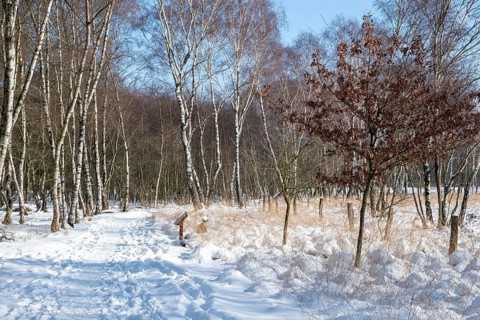 Snow-covered path through bare birch forest under a clear sky, Zwillbrocker Venn, nature reserve,