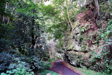 A narrow path leads through a dense forest with tall trees and rocks, in a quiet, green atmosphere,