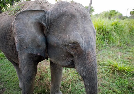 Sri Lanka elephant or Ceylon elephant (Elephas maximus maximus) in the evening light, close-up,