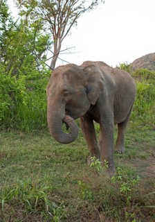 Sri Lanka elephant or Ceylon elephant (Elephas maximus maximus) in the evening light, Hurulu