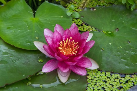 Red water lily (Nymphaea) on green leaves in a pond, duckweed, Baden-Württemberg, Germany, Europe