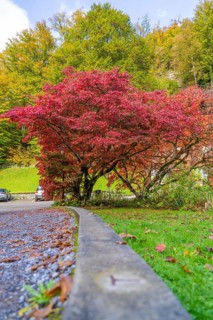 Large tree with bright red autumn leaves at the roadside, vibrant colours, Grandhotel Giessbach,
