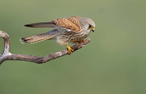 Female lesser kestrel (Falco naumanni) Dry branch, Extremadura, Spain, Europe