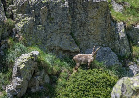 Young ibex (Capra ibex) at Lago del Vei del Bouc Entracque, province of Cuneo, Italy, Europe
