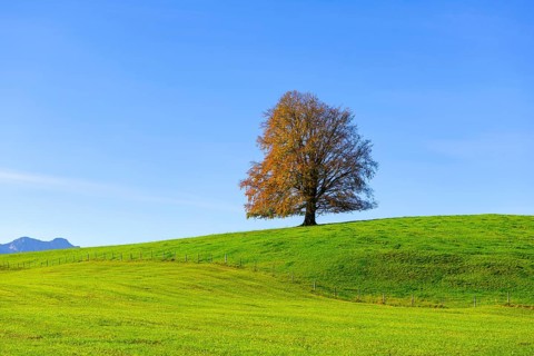 Single tree on a wide, green field in front of a blue sky, copper beech (Fagus sylvatica) in