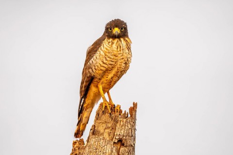 Common buzzard (Rupornis magnirostris), sitting on a dead tree stump, South Pantanal, Corumbá,