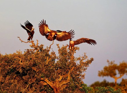 Spanish imperial eagle (Aquila adalberti) in first morning light with griffon vultures on a holm