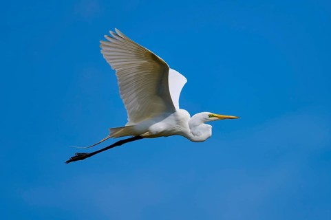 Great Egret (Egretta alba), flying against the blue sky, Black Point Wildlife Drive, Titusville,