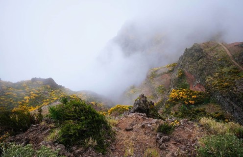 A mountain with hiking trail covered in fog and clouds with blooming Cytisus shrubs. Near Pico de