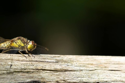 Common darter dragonfly (Sympetrum striolatum) adult female insect on a wooden fence in the summer,