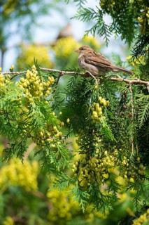 House sparrow (Passer domesticus), house sparrow, sparrow, female sitting on a green branch, Thuja