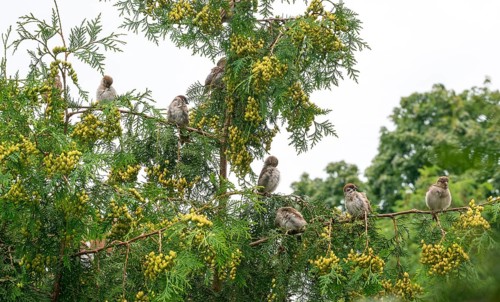 House sparrows (Passer domesticus), house sparrow, sparrow, male and female sitting on green