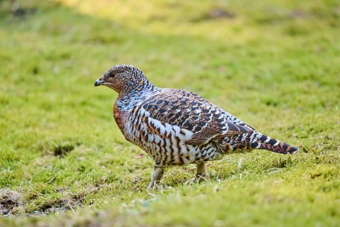 Western capercaillie (Tetrao urogallus) female (hen) standing on the ground at the edge of a foest,