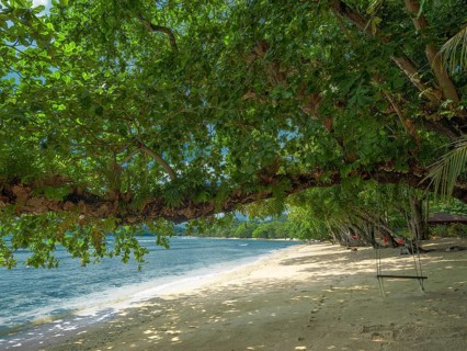 Overhanging tree on Pulisan Beach, North Sulawesi, Indonesia, Asia