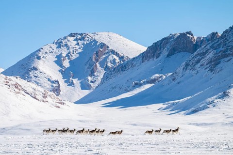 Marco Polo sheep (Ovis ammon polii) in snowy habitat, Pamir-Argali, Pamir wild sheep, Pamir