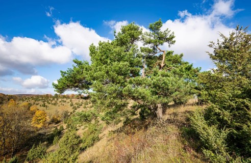 Common pine (Pinus sylvestris), blue sky, white clouds, on juniper heath, Thuringia, Germany,