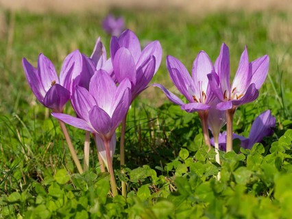 Autumn Crocus or Meadow Saffron (Colchicum autumnale) flowering on a meadow in autumn, island of