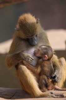 A baboon mother suckles her young in a quiet scene, Guinea baboon (Papio papio), captive, Germany,