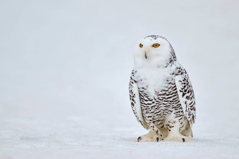 Snowy owl in the snow (Bubo scandiacus) captive, Czech Republic, Europe