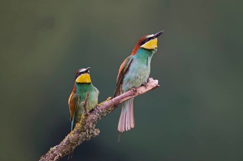 Bee-eater (Merops apiaster) Lower Saxony, Germany, Europe