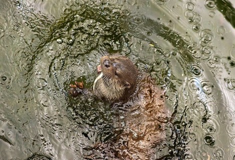 Eurasian otter (Lutra lutra) eating a fish in a pond, Alsace, France, Europe
