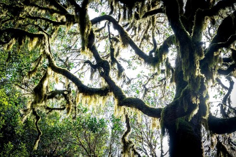 Laurel trees with mosses and lichens, Garajonay National Park, La Gomera, Canary Islands, Spain,