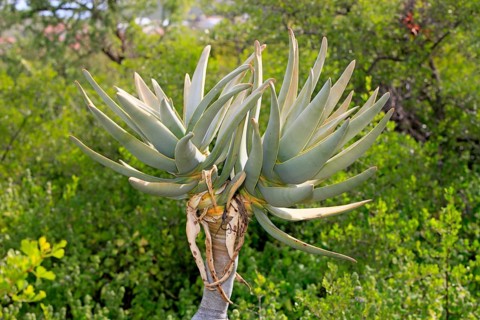 Quiver tree (Aloe dichotoma)