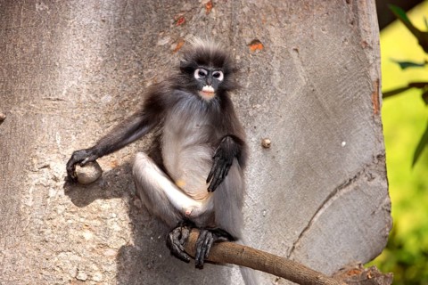 Dusky Leaf Monkey (Trachypithecus obscurus), male (Presbytis obscura)