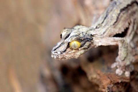 Mossy mossy leaf-tailed gecko (Uroplatus sikorae), Madagascar, Africa
