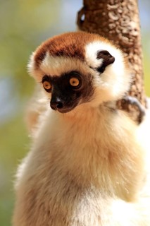 Verreaux's verreaux's sifaka (Propithecus verreauxi), Berenty Reserve, Madagascar, Africa
