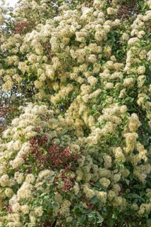 Creeping knotweed (Fallopia baldschuanica) overgrowing a hawthorn (Crataegus), Truleigh Hill,