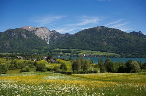 Flower meadow with view to Sankt Wolfgang am Wolfgangsee and Schafberg, Osterhorngruppe,