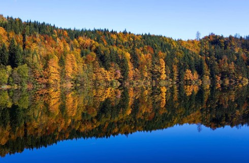 Mountain lake, Colourful autumn forest reflected in the Nussensee, Salzkammergut, Salzburg
